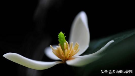 含笑盆栽怎么养,盆栽含笑怎么安全过冬