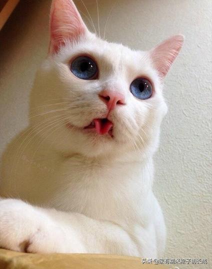 猫咪呕吐如何判断是猫粮有问题,猫咪呕吐如何确定是猫粮问题