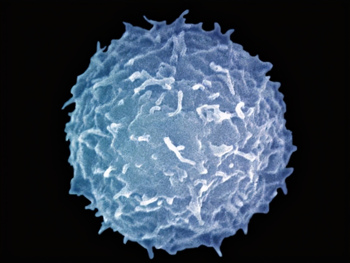 吃什么能治白细胞低,白细胞低吃什么药可以增加白细胞