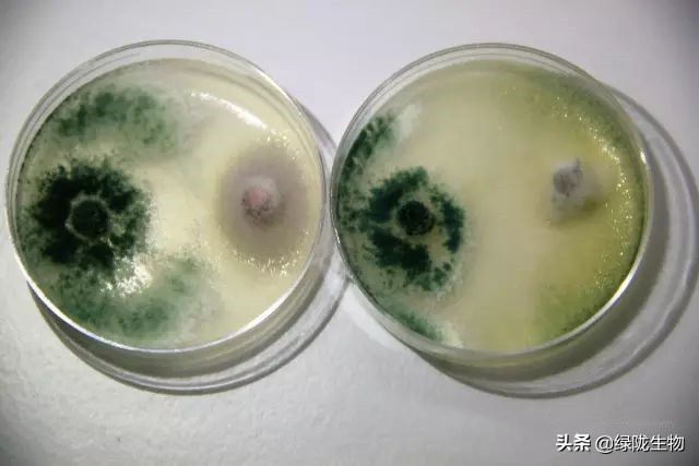 木霉如何防治,木霉菌防治什么病害