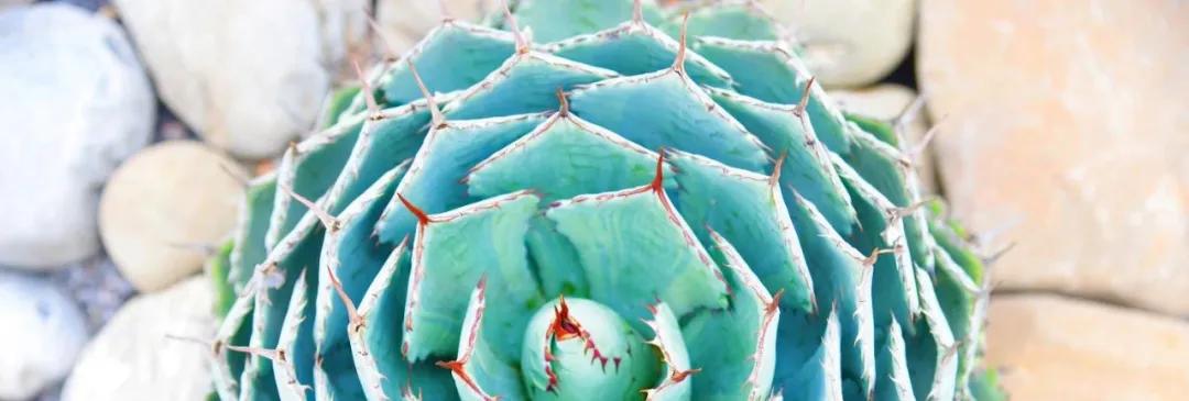 弥勒佛城在哪里,弥勒市佛城图片