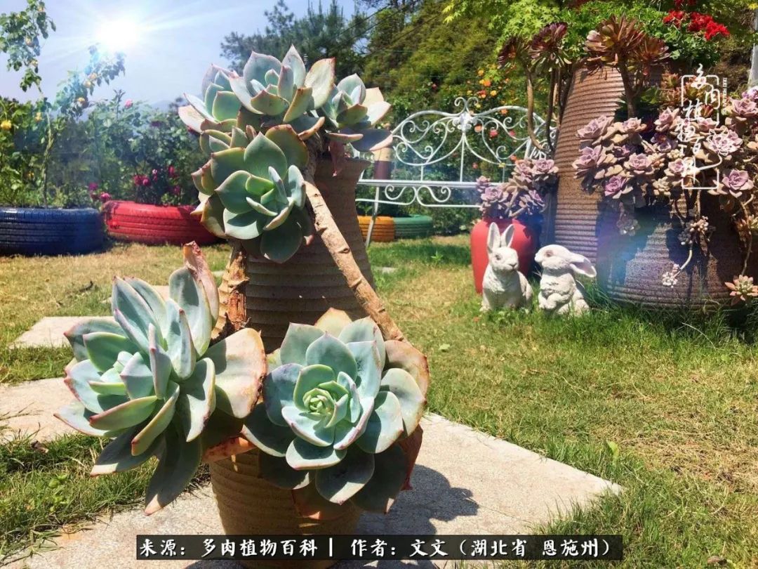 夏季多肉花园图片,初夏多肉花园