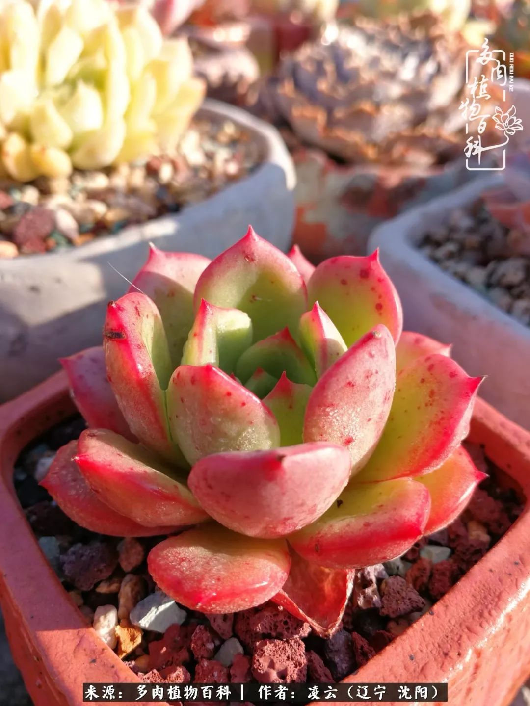 秋闲赏多肉,话育儿,亲生的自家娃,总有一刻让你怦然心动