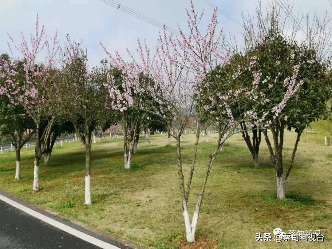 桃之夭夭！来武汉蔡甸世外桃源，许你万株桃花