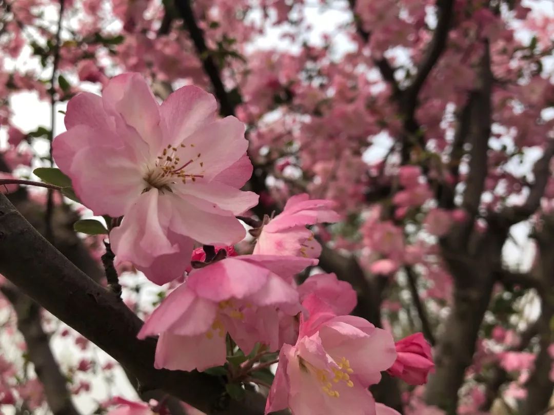 阜城大型公园在哪里,花海剧场区