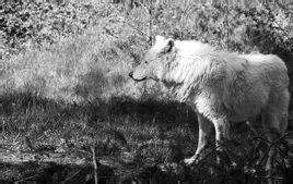 狼图腾大揭秘,狼图腾狼行天下