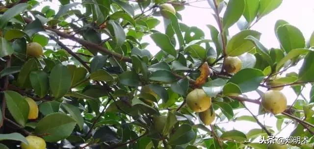 养生保健:山茶油的功效与作用