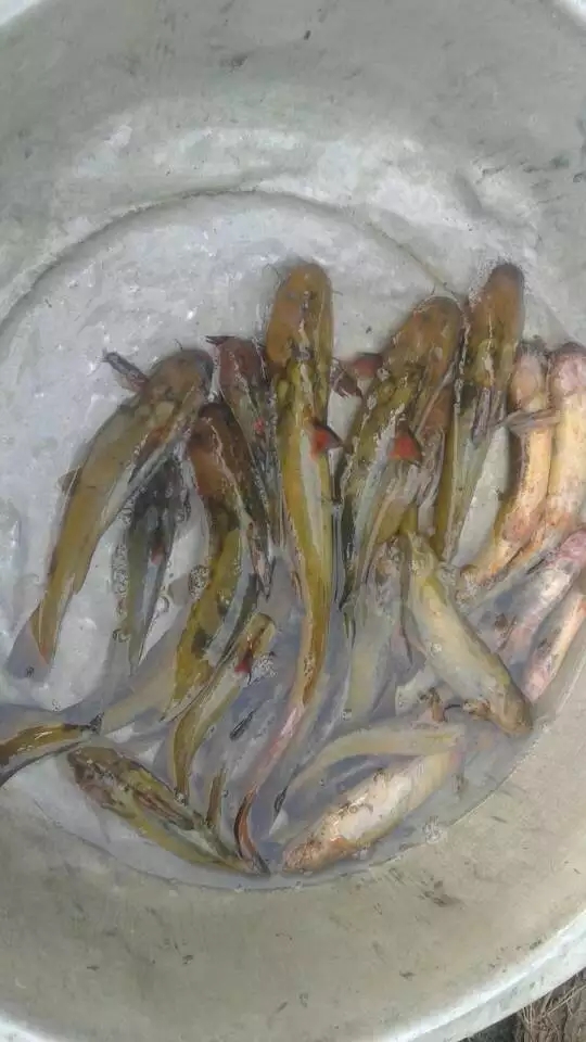 渔乐鱼乐失去的尘世美