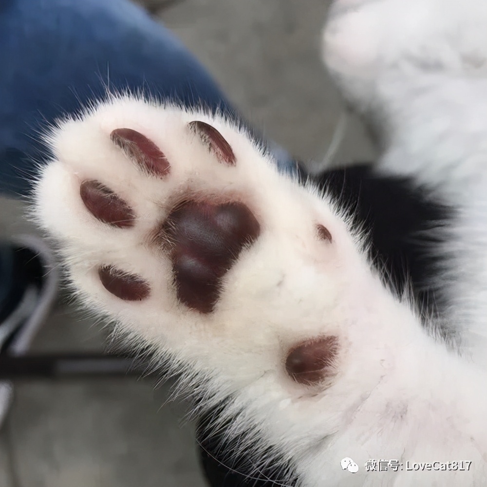 猫咪中暑症状和解救方法,猫咪中暑会死吗