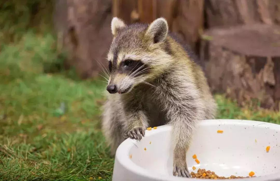 南阳市动物王国门票,南阳市动物主题公园
