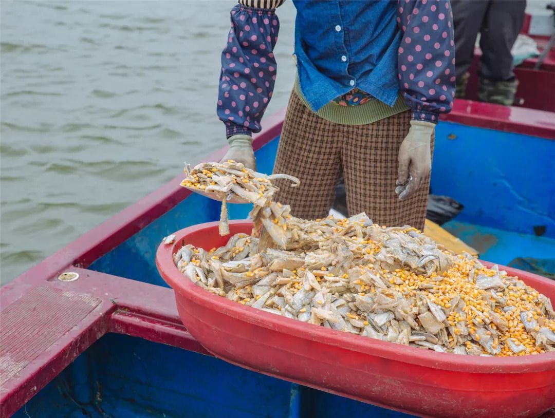 螃蟹养殖技术和视频,螃蟹养殖技术全集