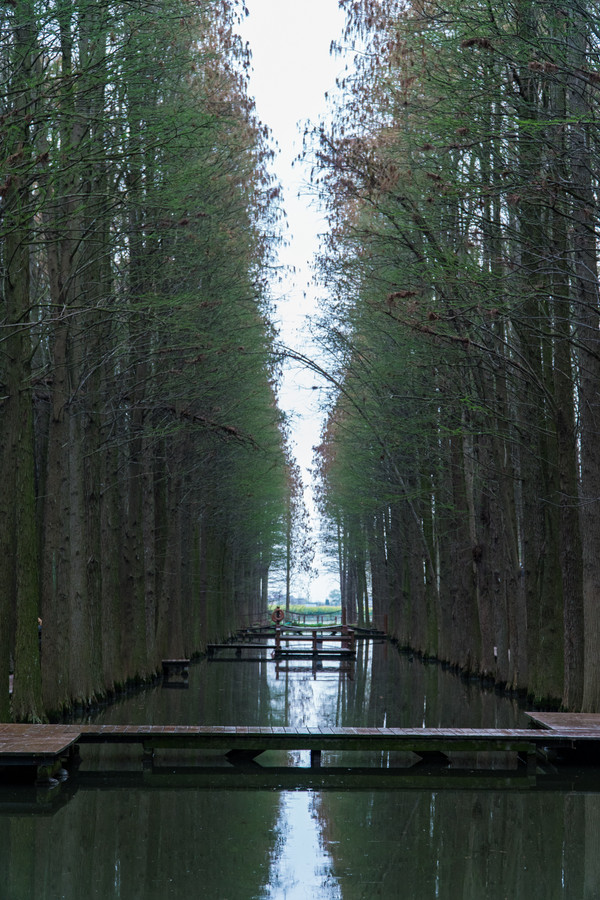 踏春赏花正当时，打卡千垛水上油菜花！玩转兴化景点美食全攻略