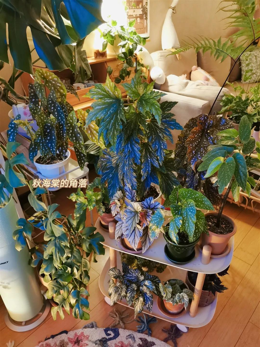 没花园怎么种花？从东北到广东，4位大神在室内种出植物园，绝美