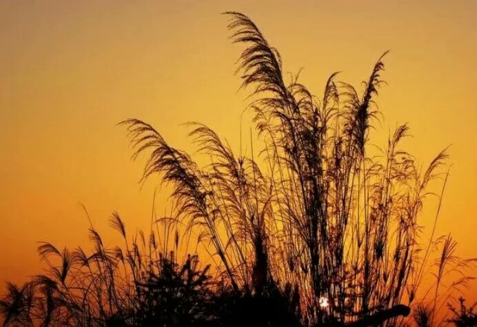 语音字形题就考这些了（七上）。必须收藏！会读会写不后悔。