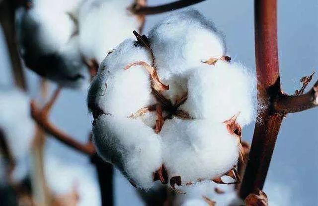 李维斯nike联名卫衣,李维斯2915卫衣