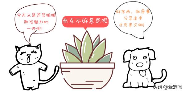 芦荟对猫咪有害吗,芦荟对狗狗有什么好处