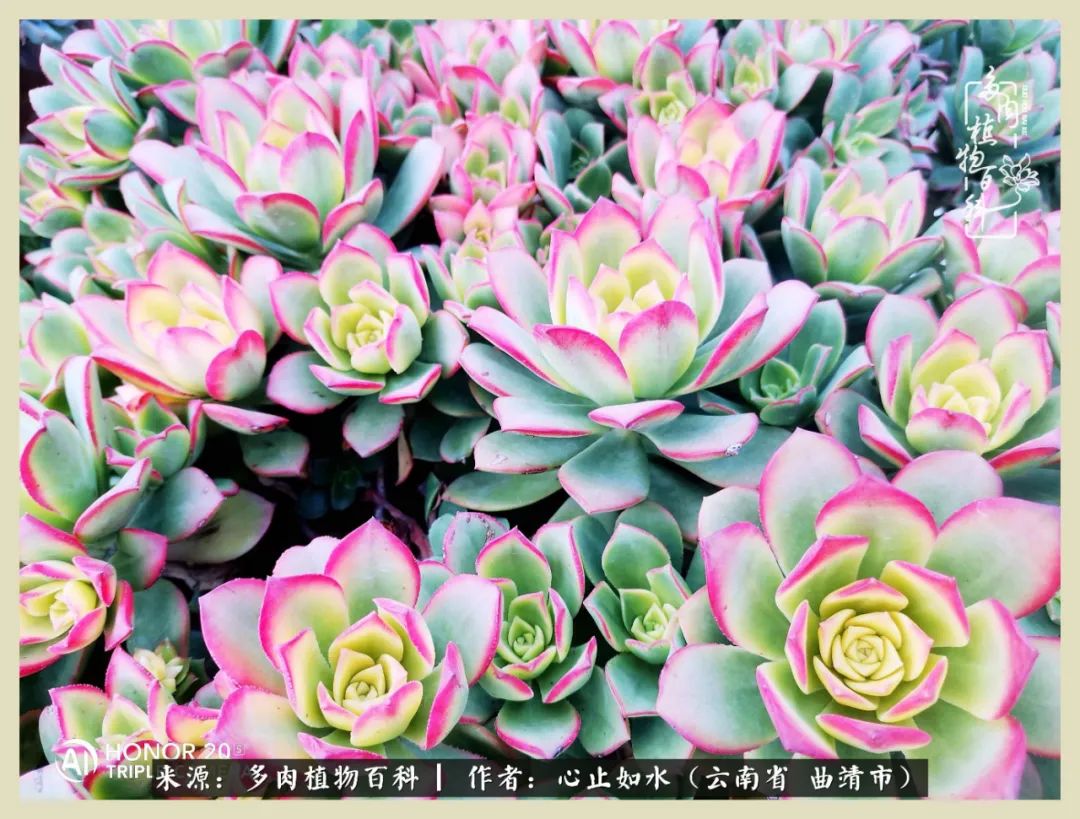 感谢陪伴感恩所有的遇见,让每个人都能感受到多肉的美好