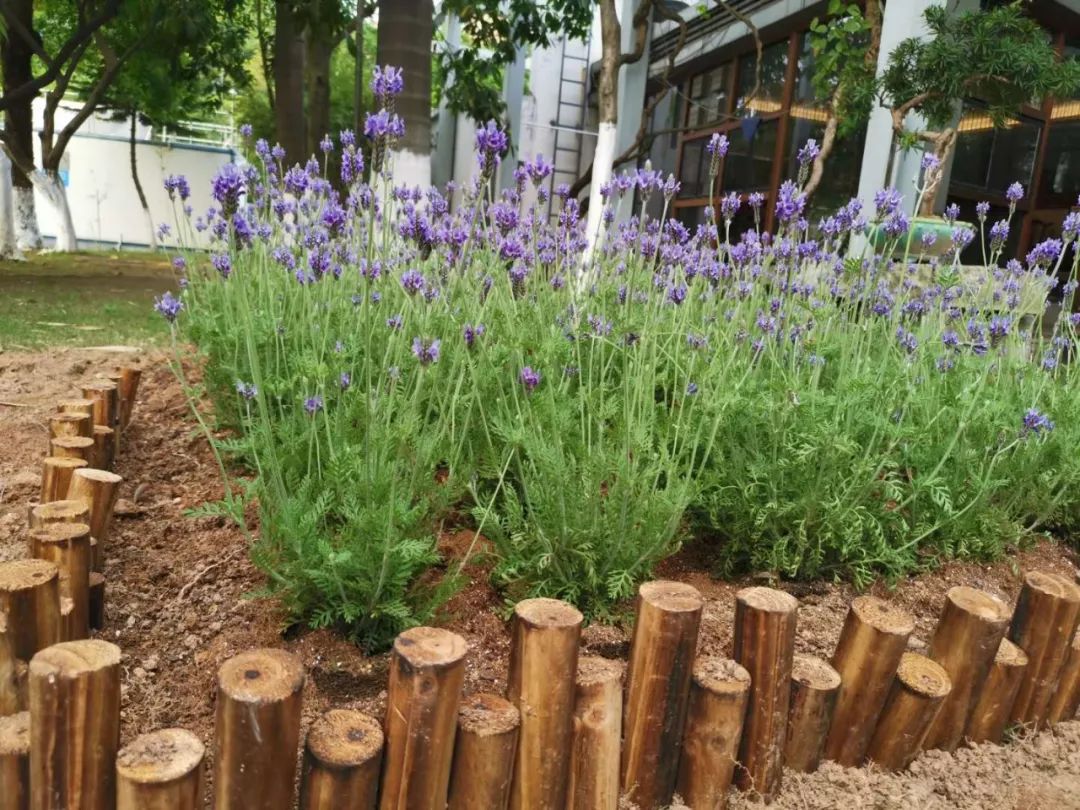 薰衣草扦插苗和原生苗哪个好,薰衣草扦插繁殖详细教程图解