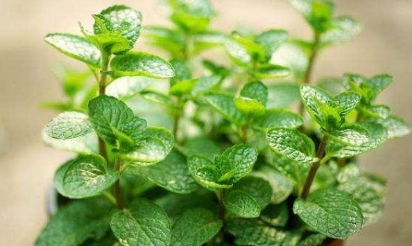 什么薄荷适合盆栽养殖呢,家养薄荷养殖方法