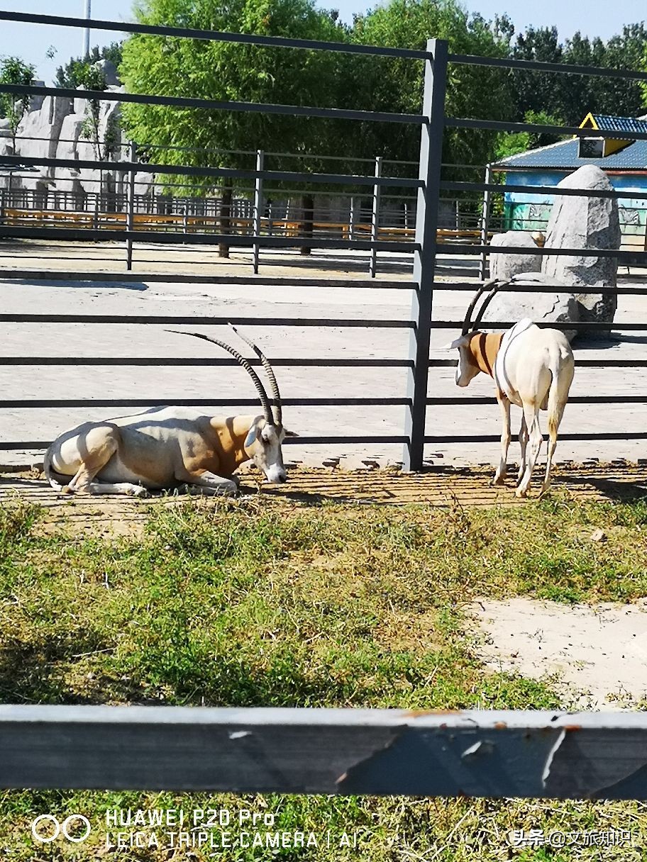 山东德州动植物园旅游区,德州市动植物园视频