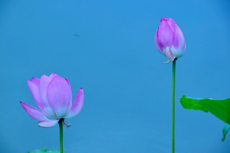 洛阳中国国花园荷花,洛阳国花园的荷花