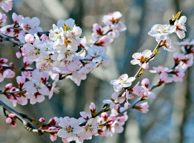 北京春游踏青赏花路线,2022年北京市春游踏青有好地方吗