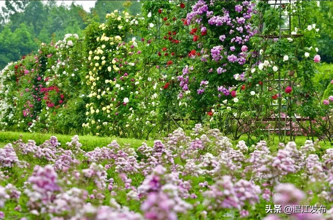 成都温江特色旅游,新旅游潮成都主题旅游目的地