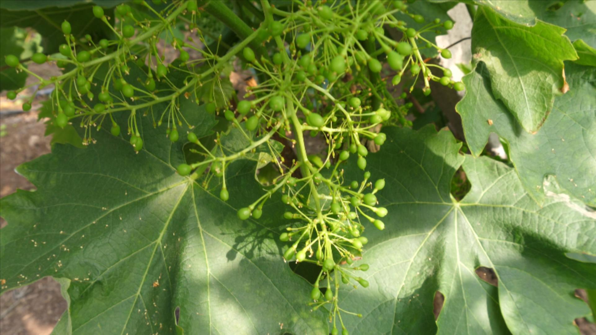 葡萄预防倒春寒最佳方法,葡萄防冻害的最佳方法