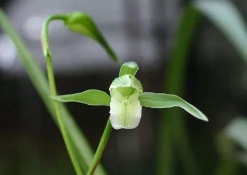 精品玉兰的品种及图片,国兰花朵不艳丽但香气清雅