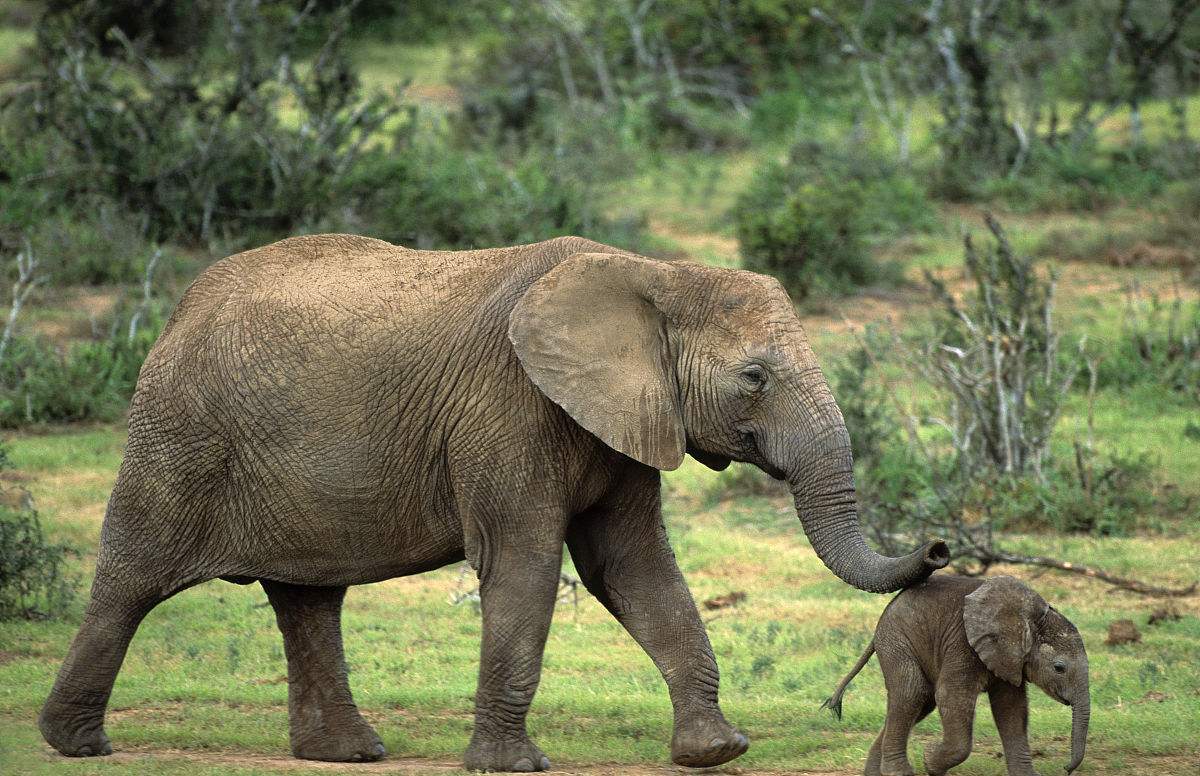 科普知识世界上最大动物的脚,冷知识来了世界上脚最长的动物
