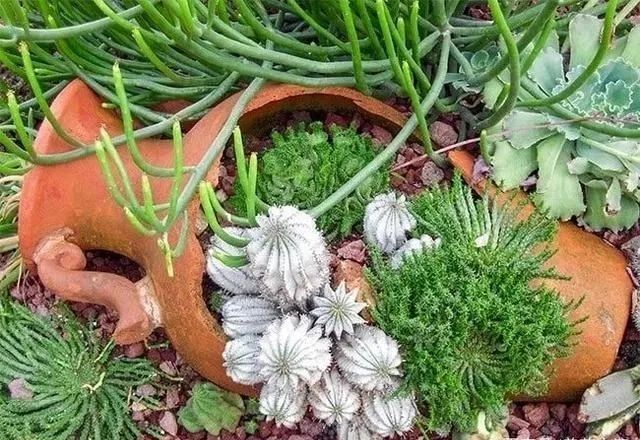 摔碎的花盆别扔做成盆栽超精美,打碎的花盆怎么变成宝