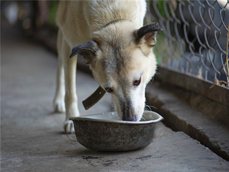 养殖小项目农村养殖什么比较靠谱,养殖什么不愁销路怎样养鸡才赚钱