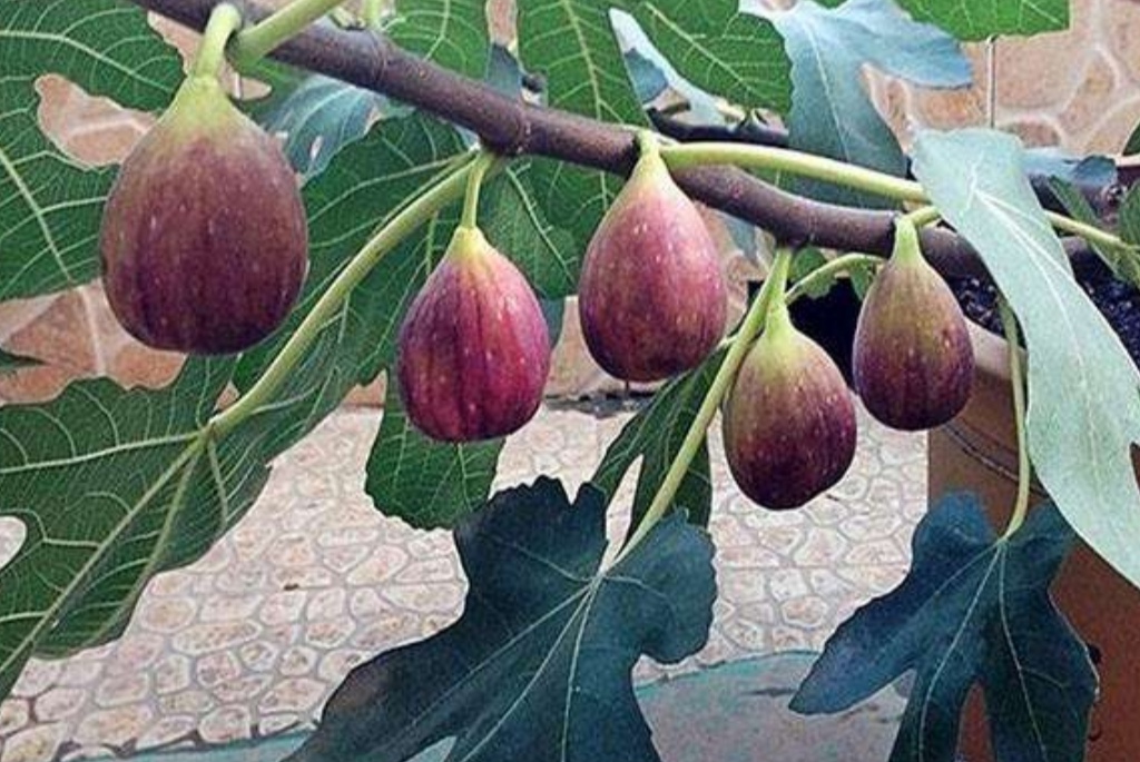 盆栽无花果掉叶子怎么办,布兰瑞克无花果春果掉落