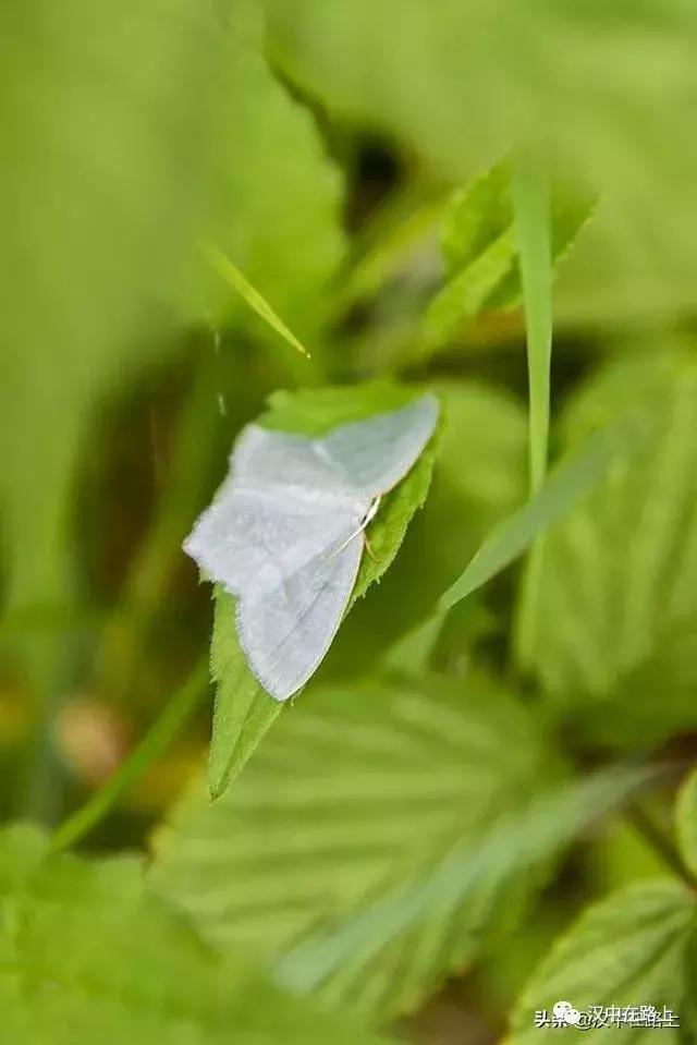 探秘汉中,汉中一村子窜入野生羚牛