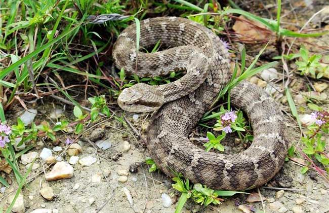 东北有毒蛇么,有毒的蛇图片有哪些