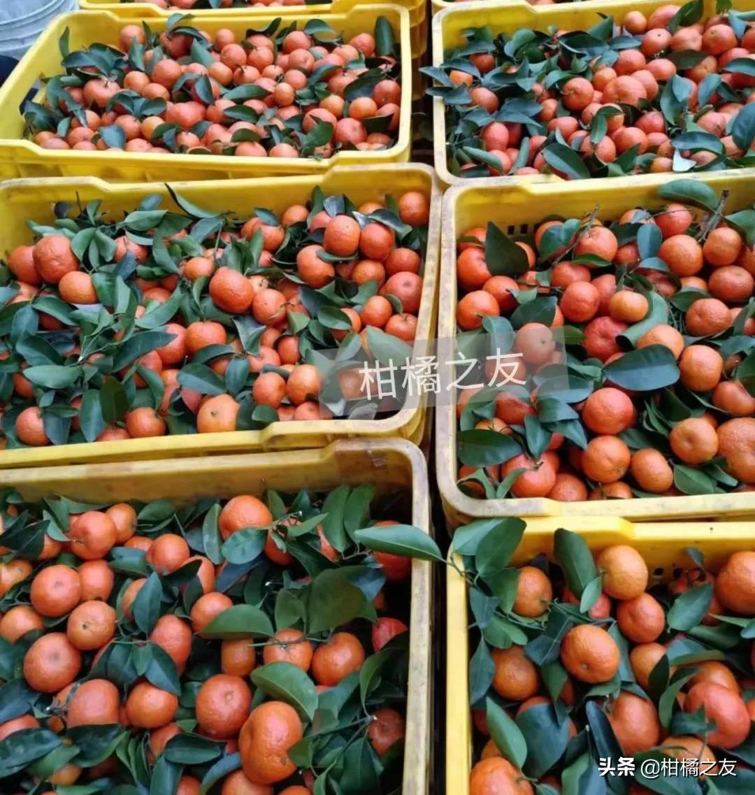 全国沙糖桔收购客商电话,寻找收购沙糖桔次果的厂家