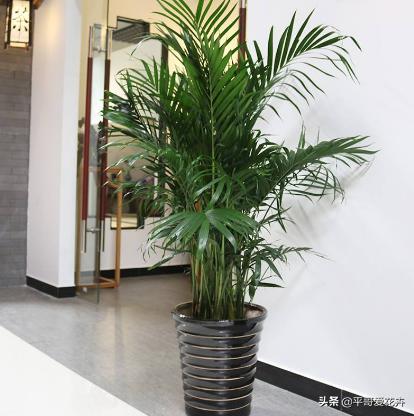 客厅养什么比较旺财,家里养什么对风水好招财走运