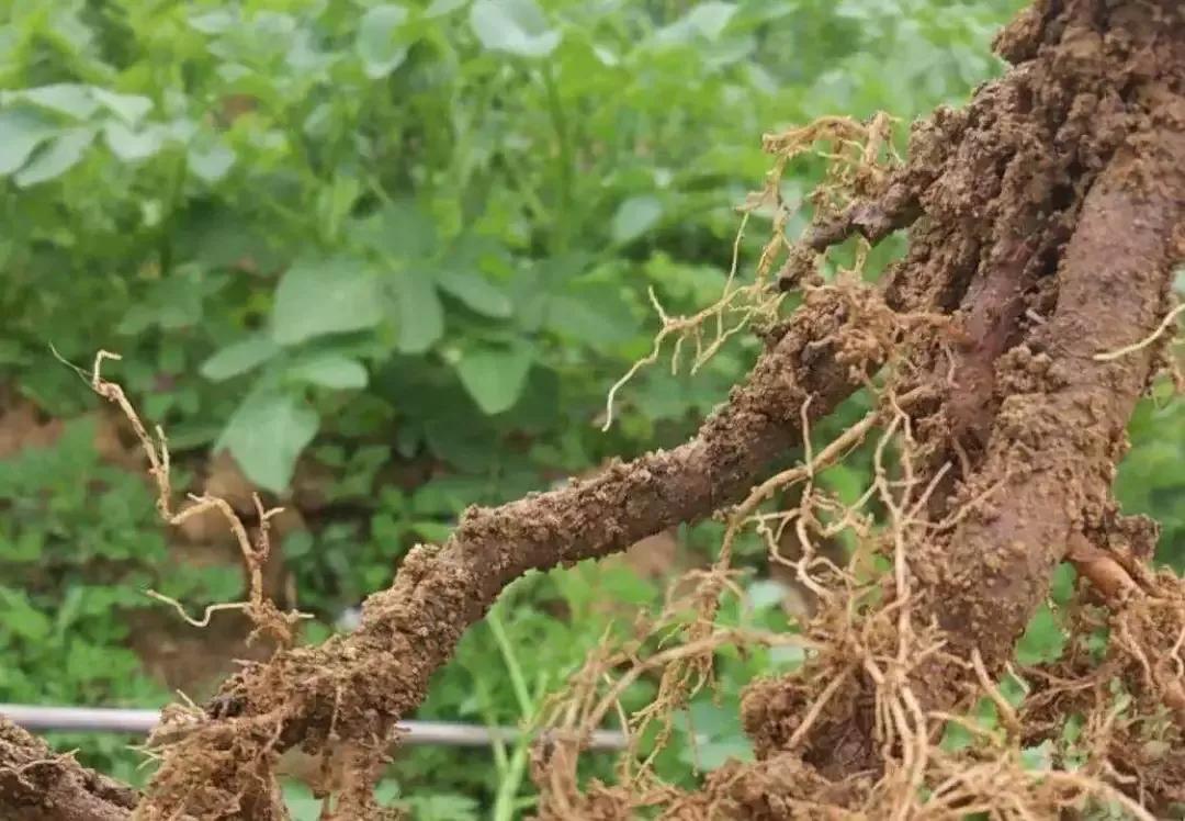 发现枯死树木如何处理,果树定植用什么防根腐