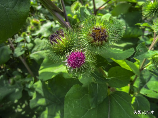 种植什么水果前景最好,最有发展前景的第三代水果