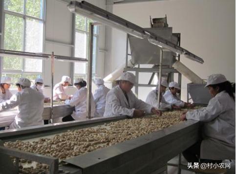 农村养殖致富小创业项目有哪些,2022年农业种植养殖政府扶持项目