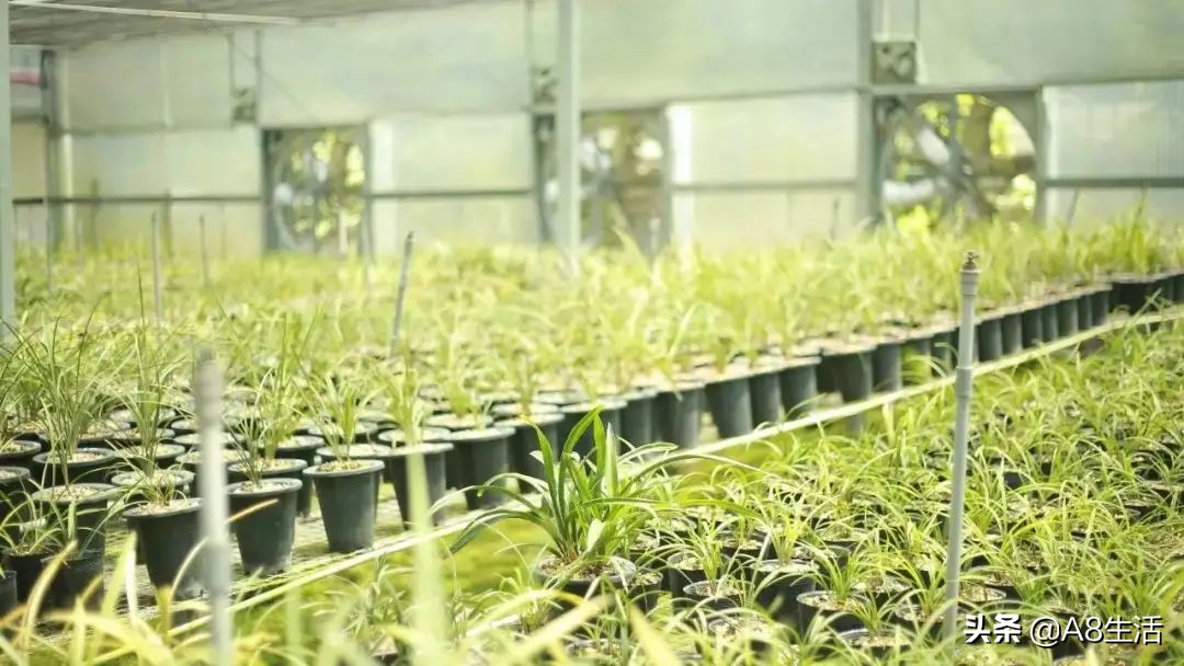 春兰张荷素兰花介绍,每日一品中国兰花春兰