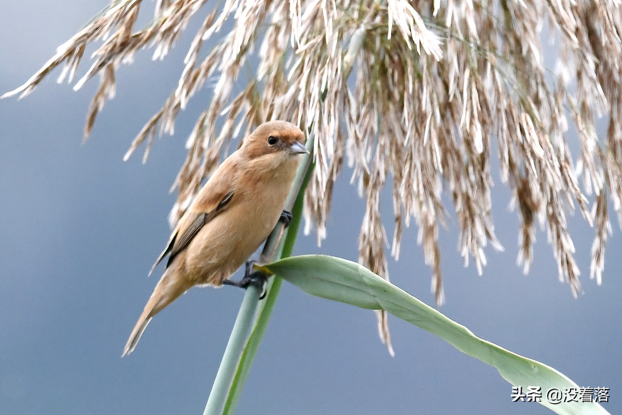 「10.13」北京沙河观鸟日记：收获长尾山椒鸟与中华攀雀