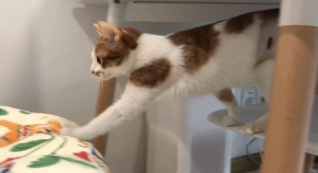 猫咪黑下巴红霉素和凡士林用多少,猫咪总是流棕色眼泪还有点黑下巴