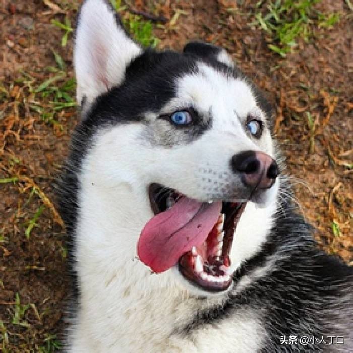 科普30种比较出名的宠物狗,公认最好养的十种宠物狗