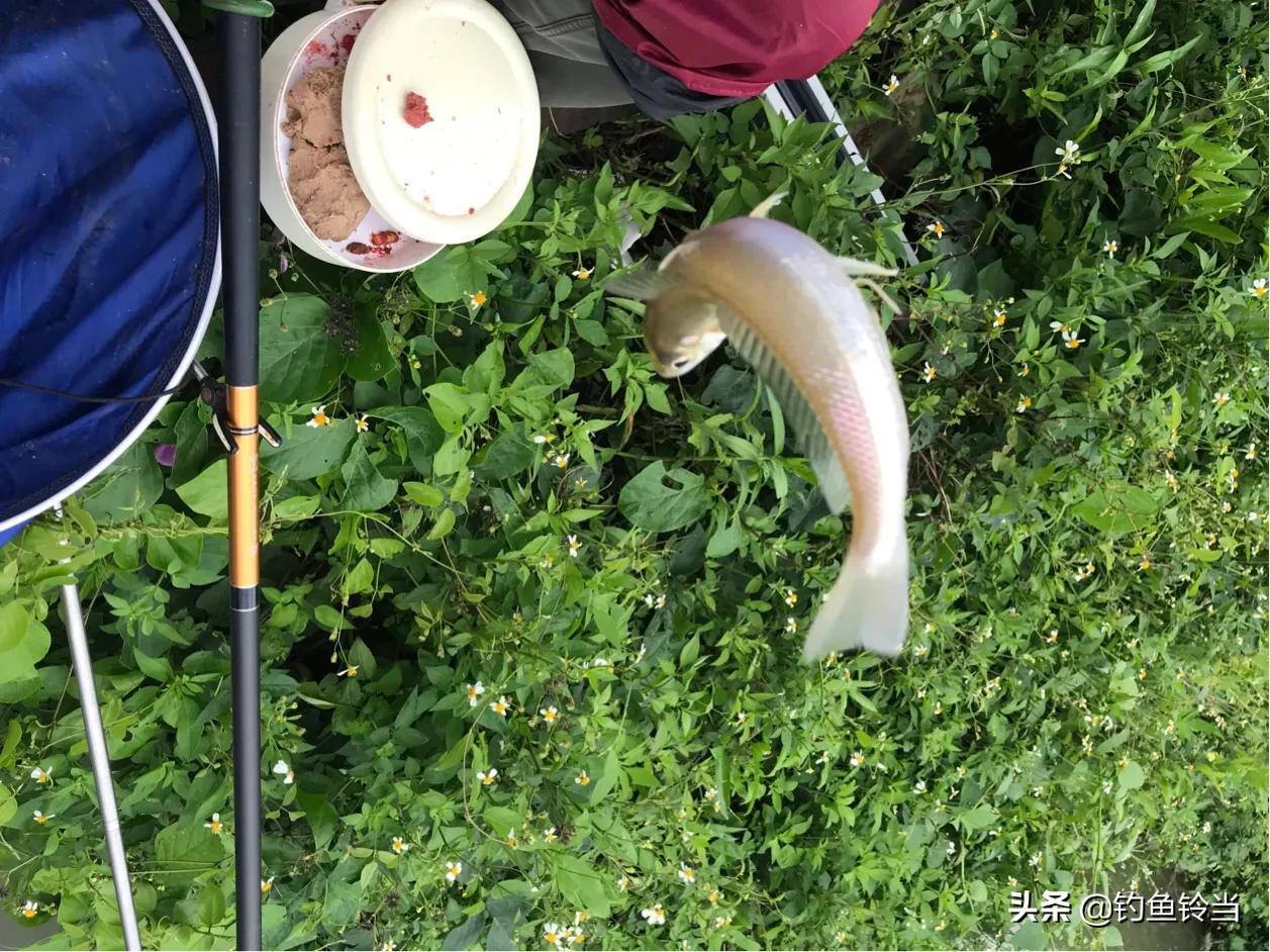 沙尖鱼怎么筏钓,沙尖鱼的正确钓法教学