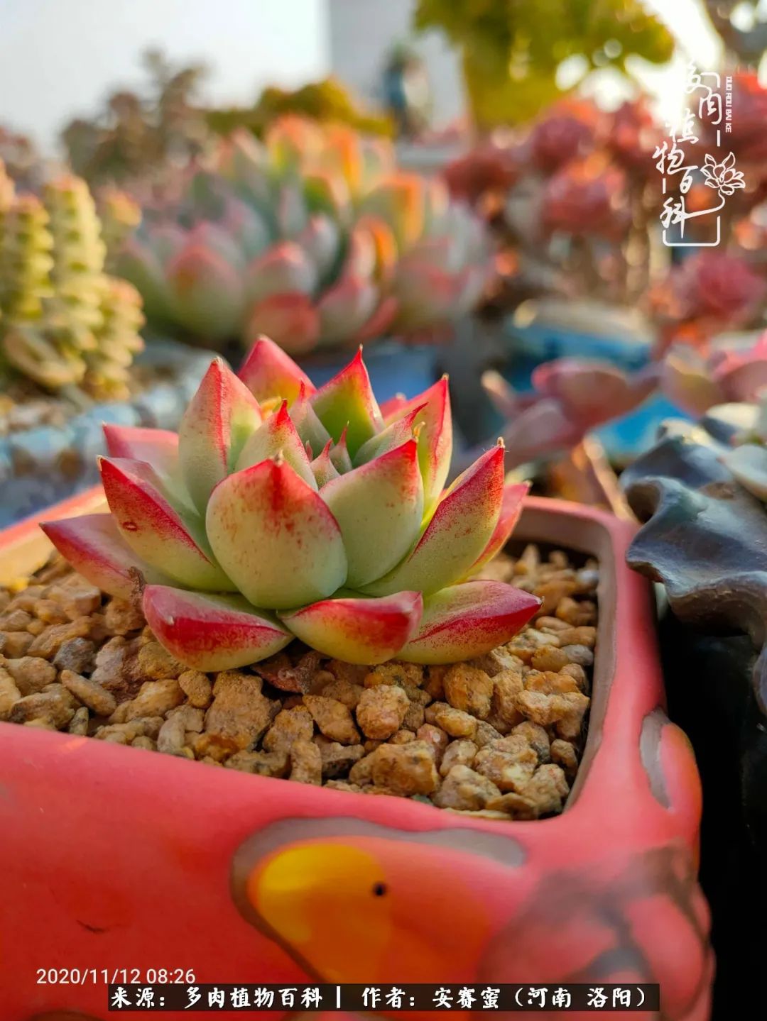 现在是多肉最美的季节,多肉最美的季节来啦