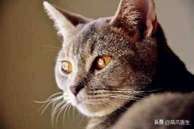 猫咪眼睛有分泌物怎么处理,猫咪眼部常见的疾病及日常护理