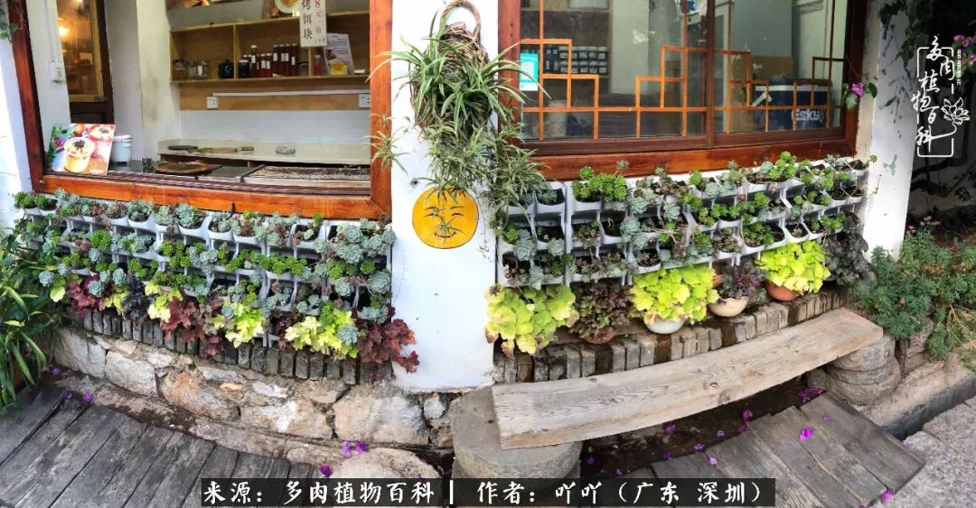 涓冨僵浜戝崡澶氳倝,浜戝崡澶氳倝涔嬫梾