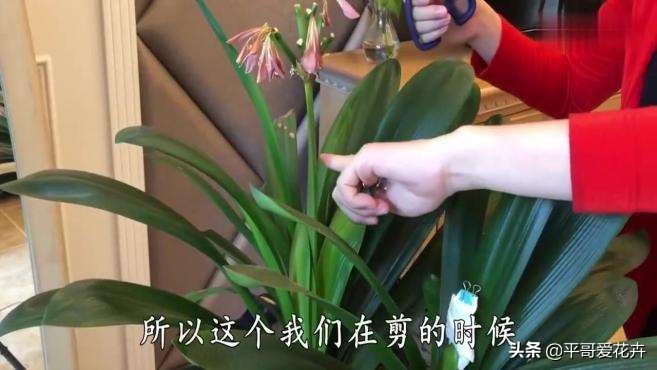 君子兰花怎样换盆最好,君子兰花谢后怎么养才能更旺盛