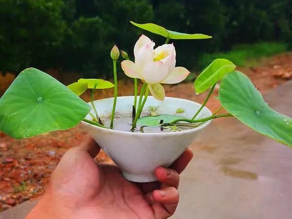 自家栽培微型观赏碗莲,迷你盆栽碗莲带花苞